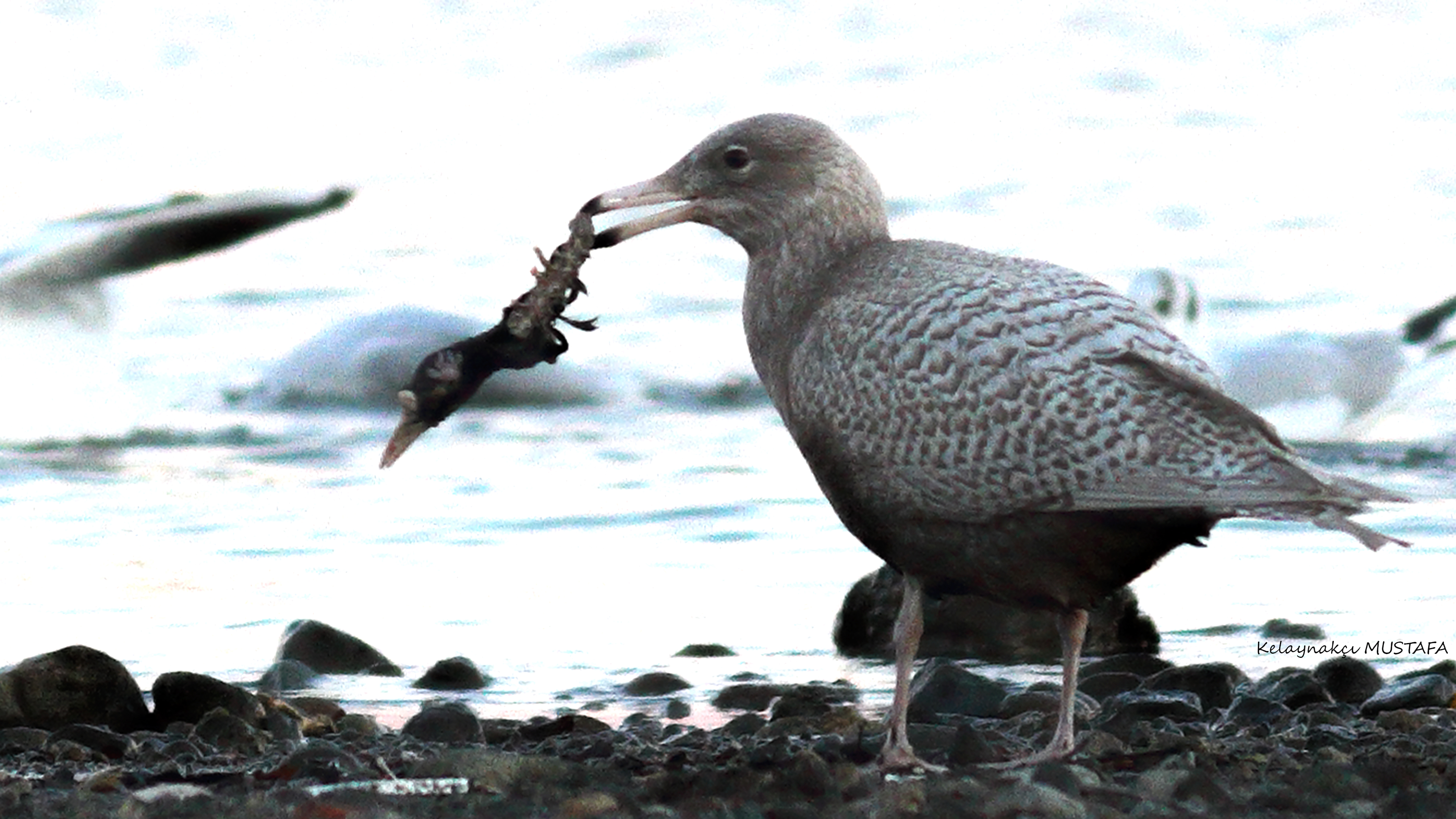 Glaucous Gull